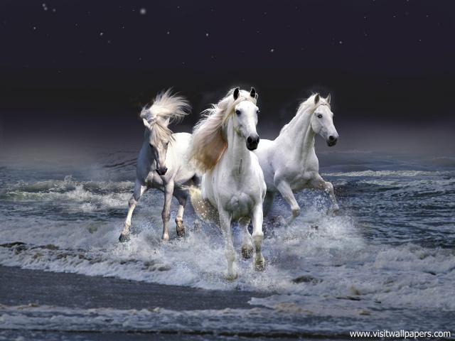 Animals_609