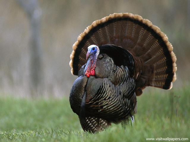 Animals_610