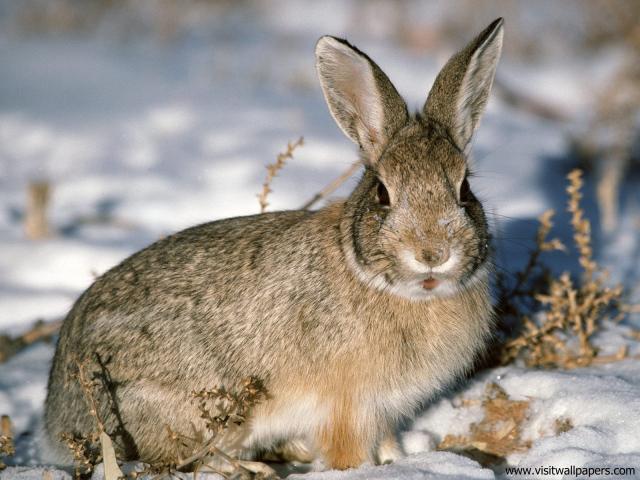 Animals_615
