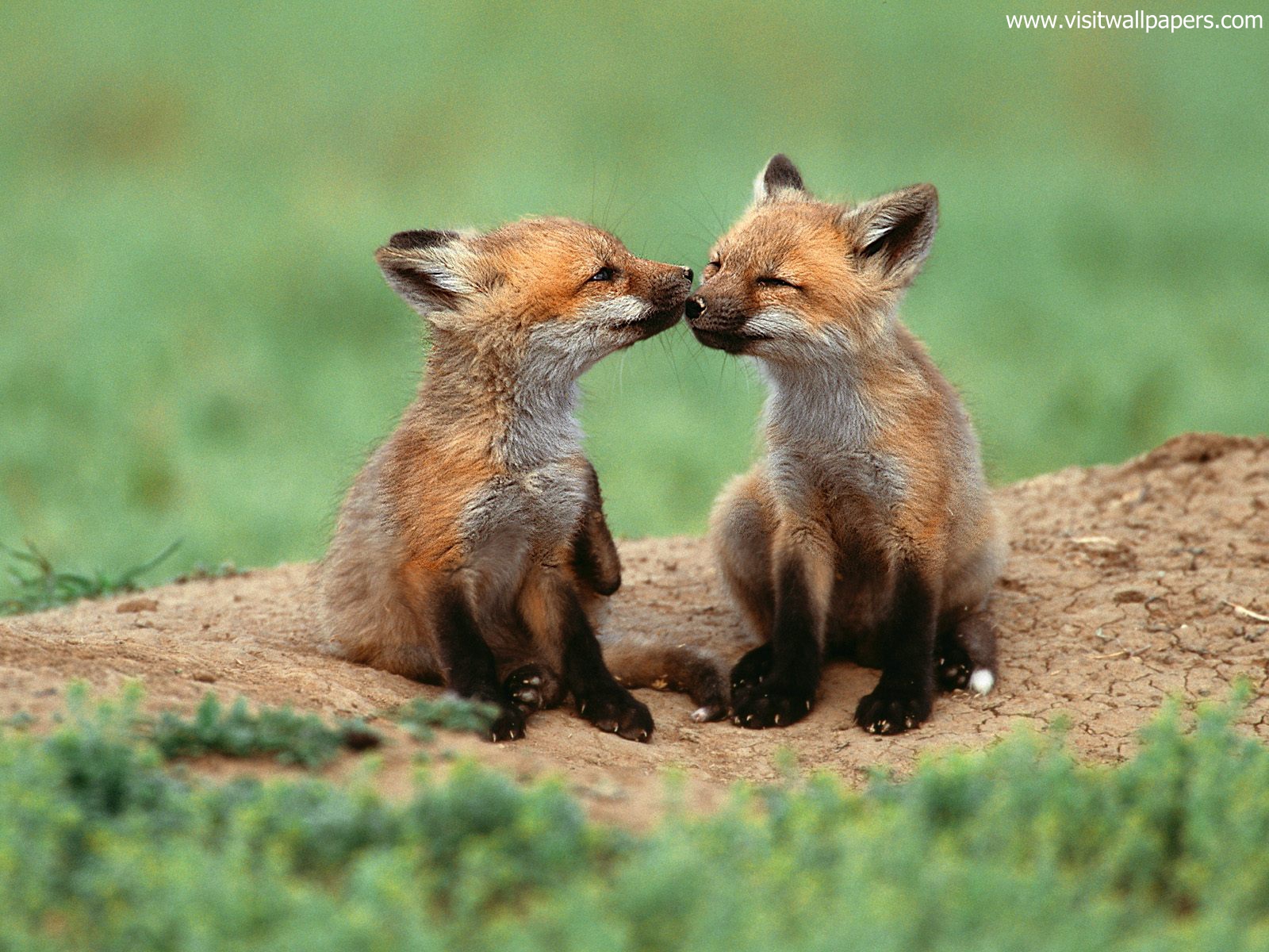 Animals_617