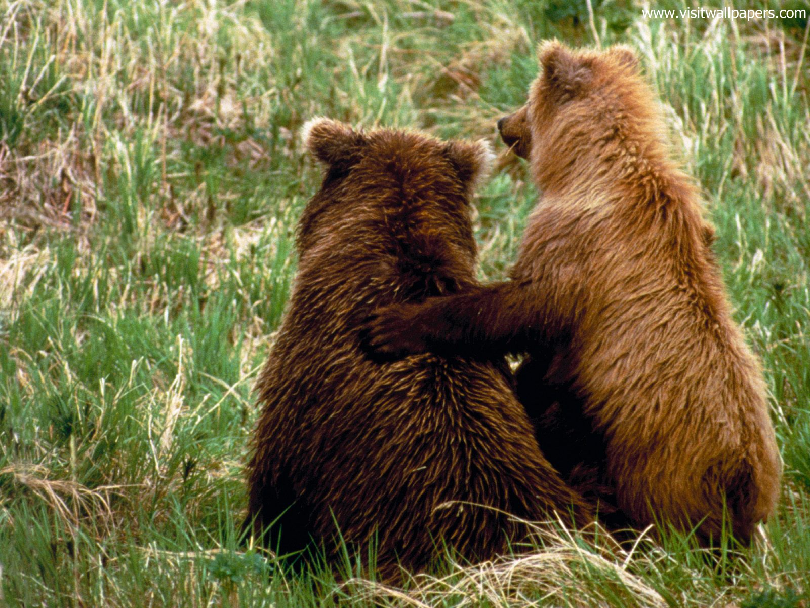 Animals_618