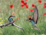 Birds_248