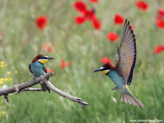 Birds_248