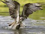 Birds_249