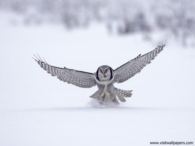 Birds_251