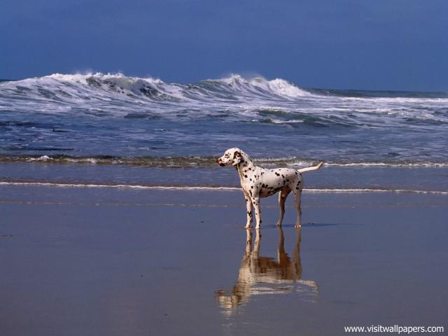 dog_484