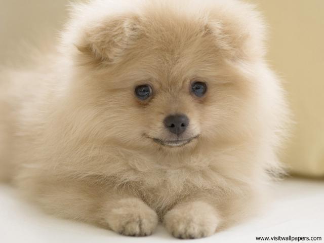dog_495