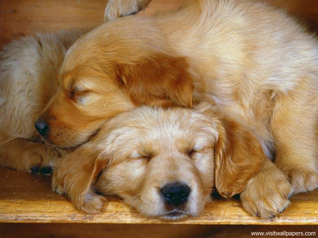 dog_499