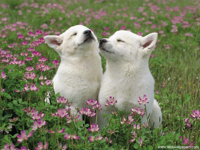 dog_500