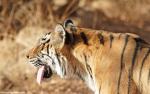Tiger_74
