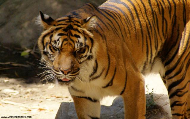 Tiger_86