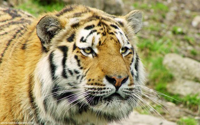 Tiger_103