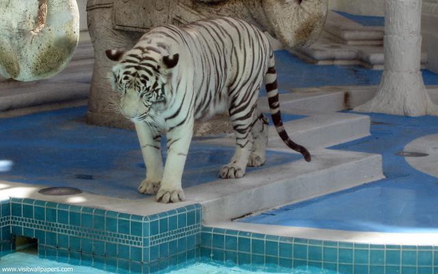 Tiger_106