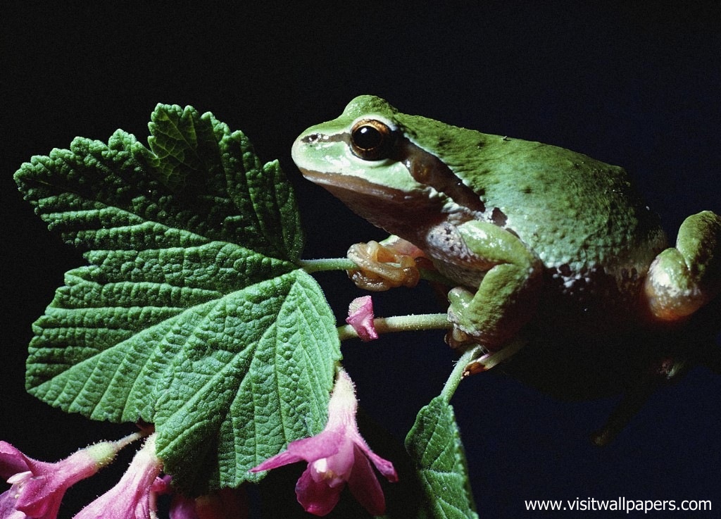 Animals_622