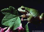 Animals_622