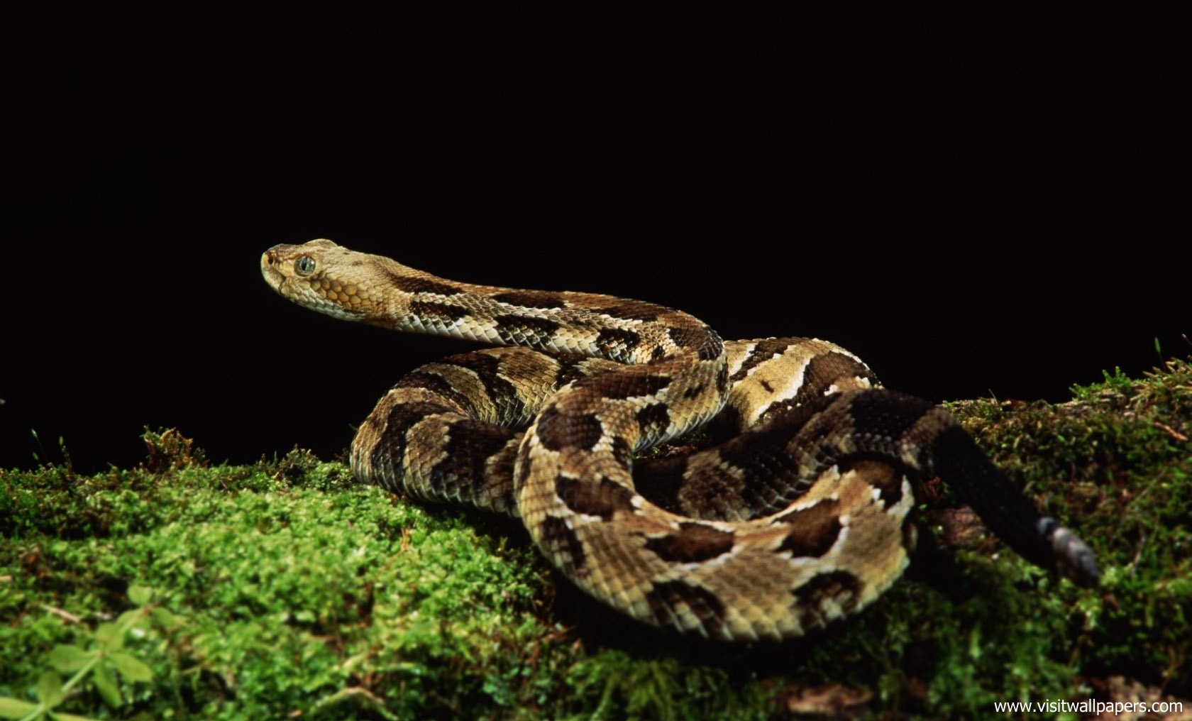 Animals_623