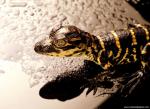 Animals_625
