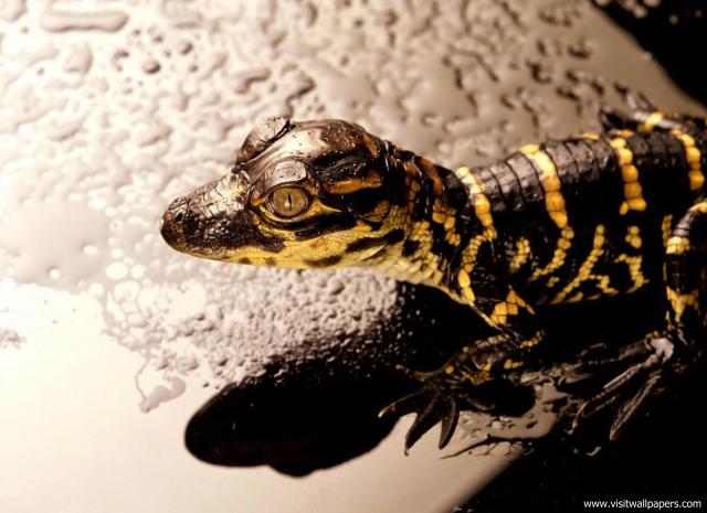Animals_625