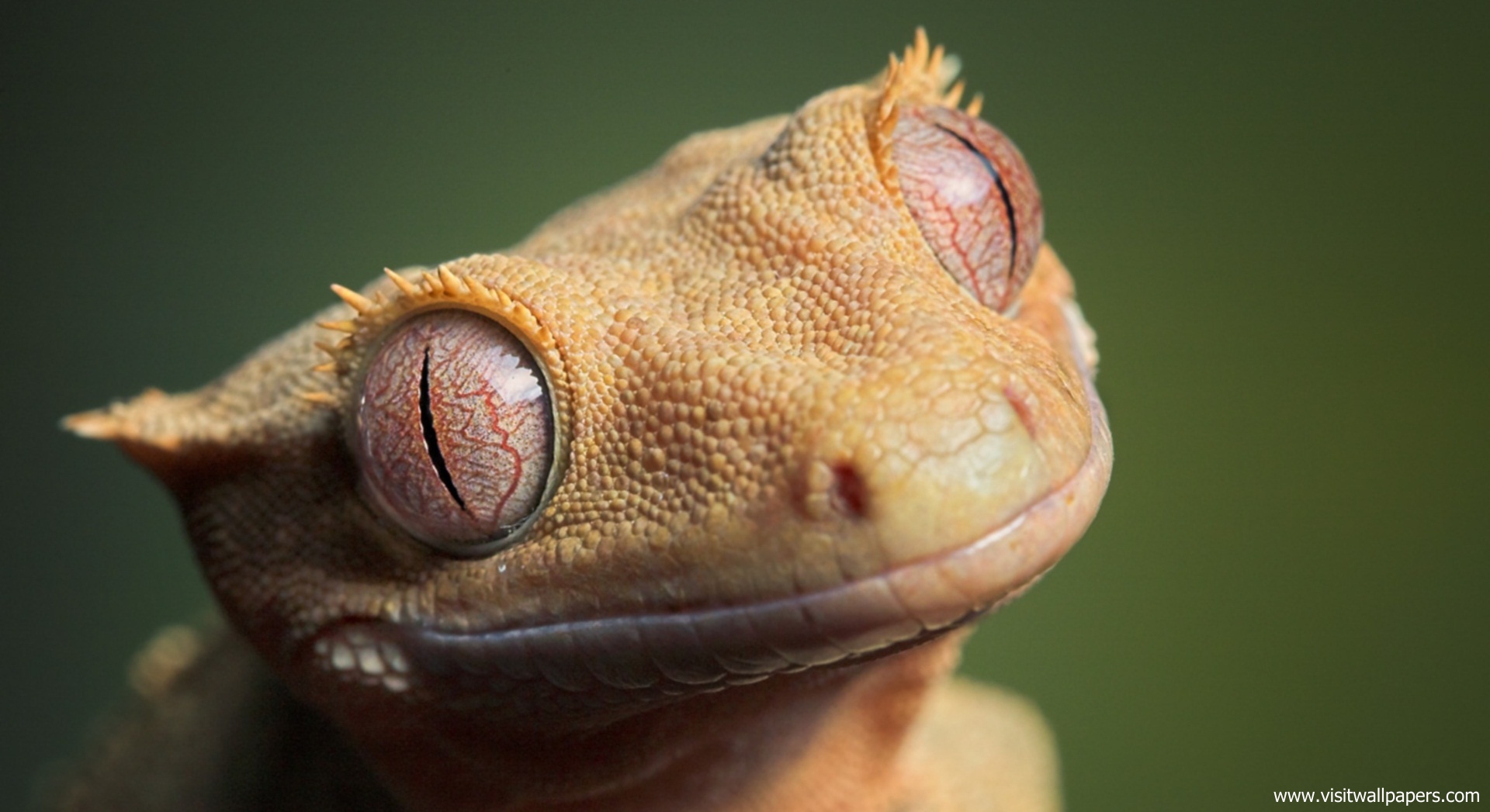 Animals_627