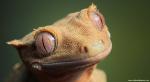 Animals_627