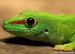 Animals_631