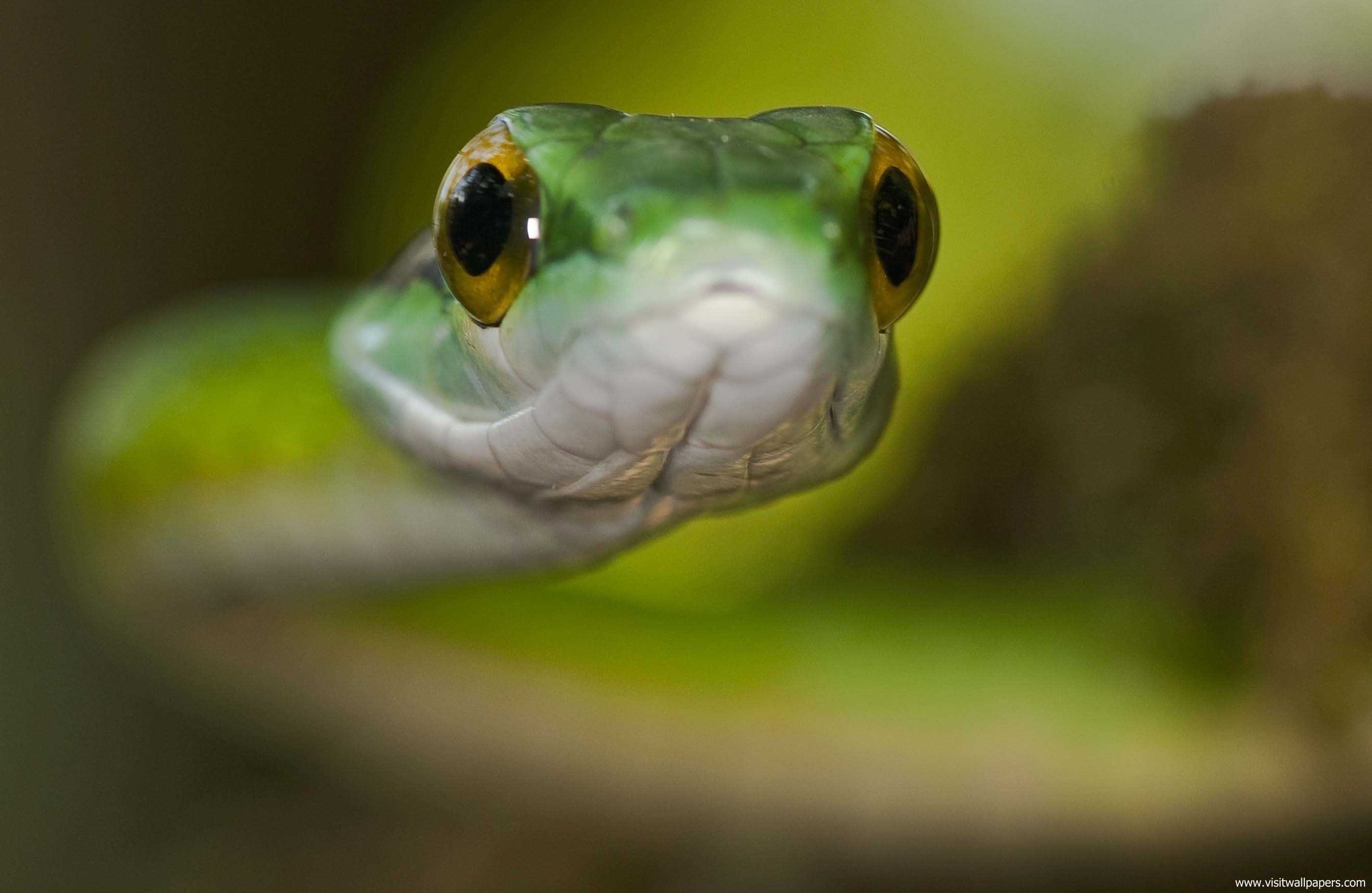 Animals_630
