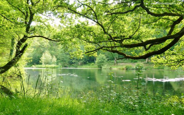 Nature_294