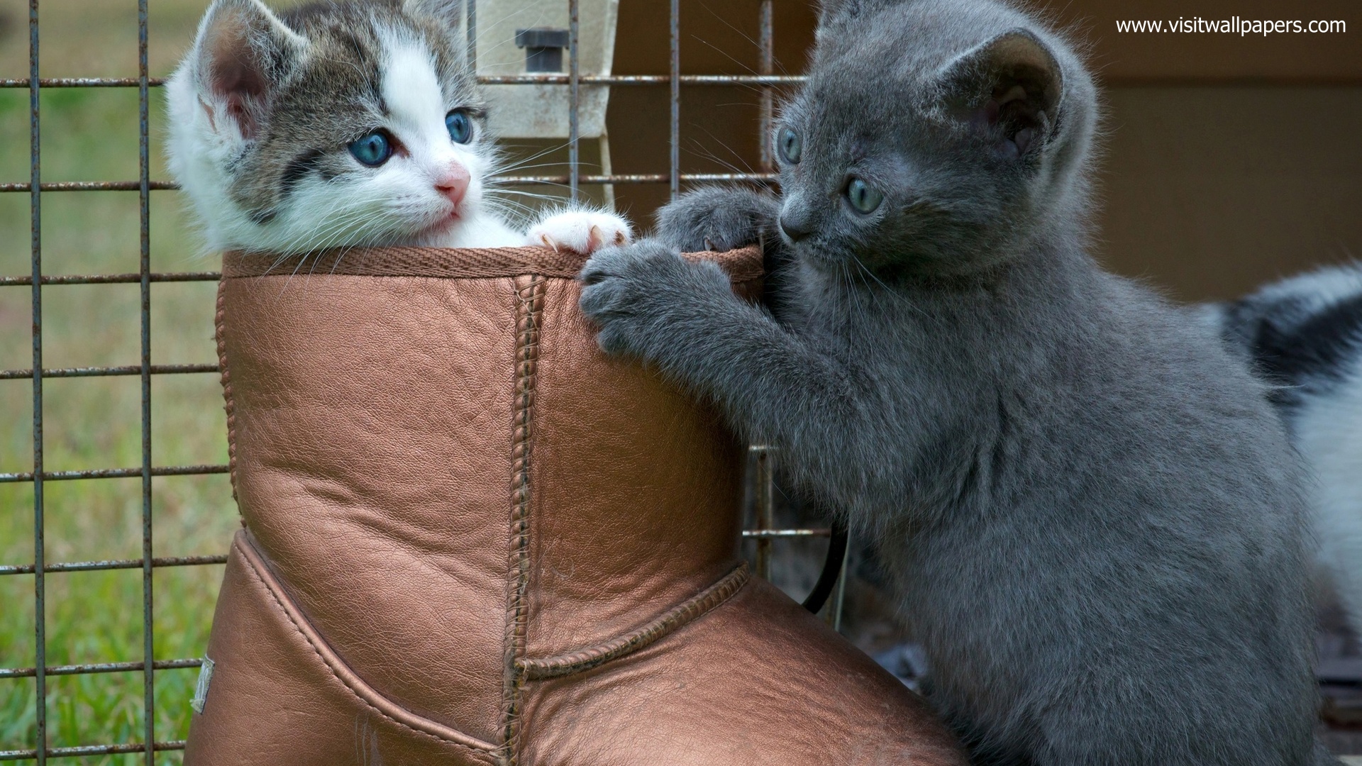 cat_286