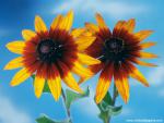 Flower_039