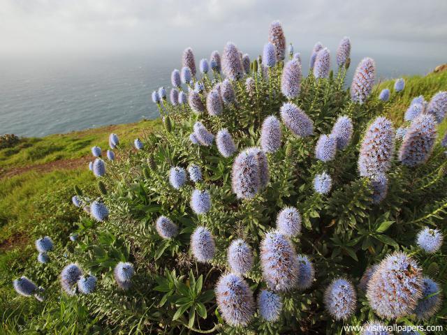 Flower_044