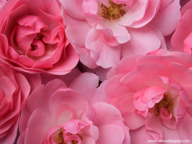 Flower_048