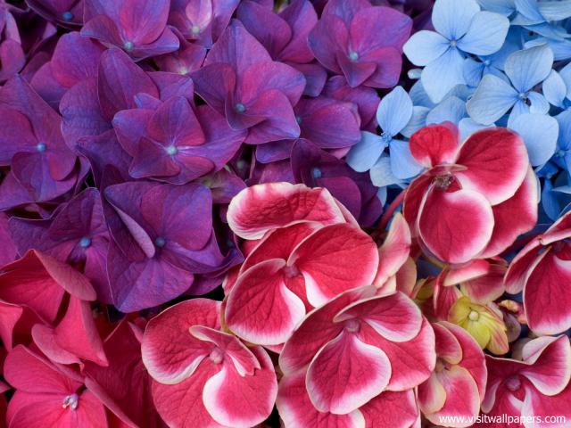 Flower_053