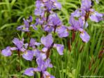 Flowering_Irises