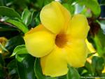 Allamanda_Flower