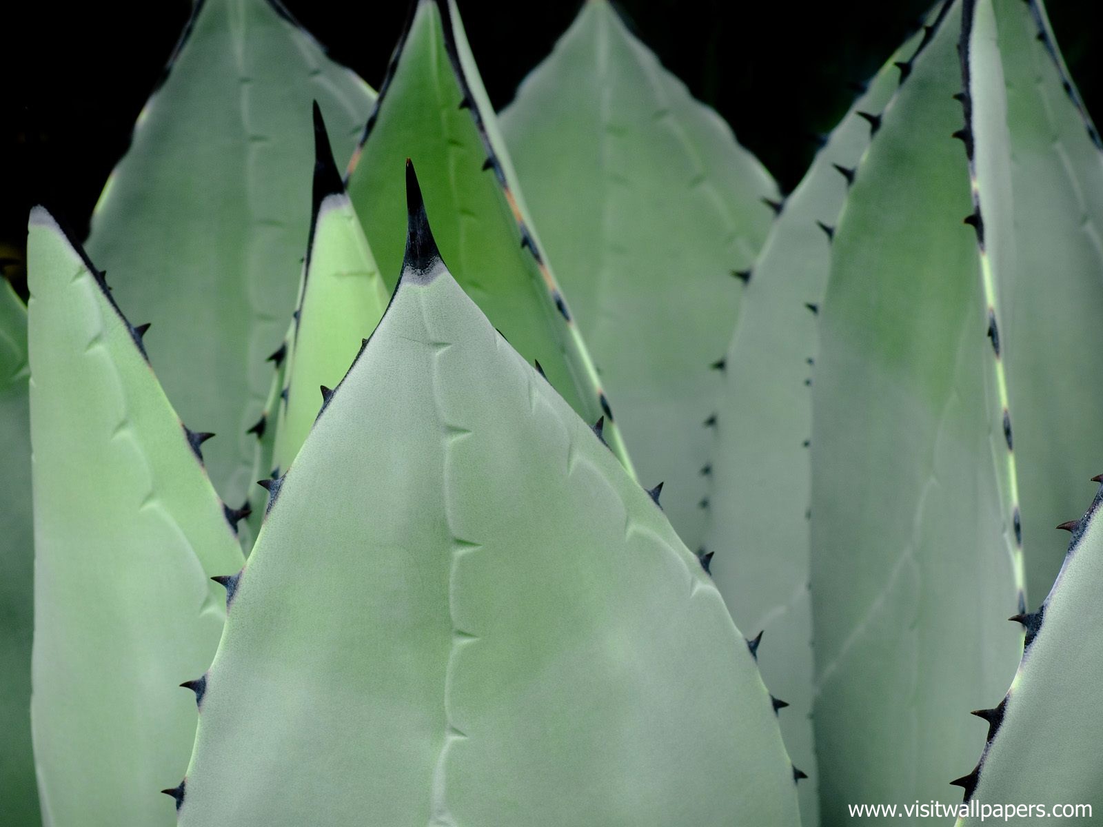 Agave_Plant