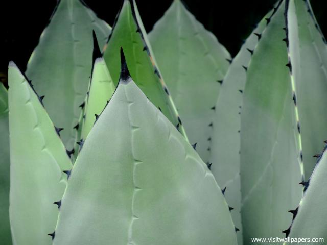 Agave_Plant