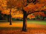 Auburn_Hues_Ohio
