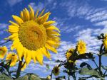 Colorful_Sunflowers_01