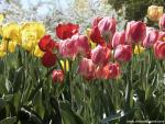 Colorful_Tulips_01