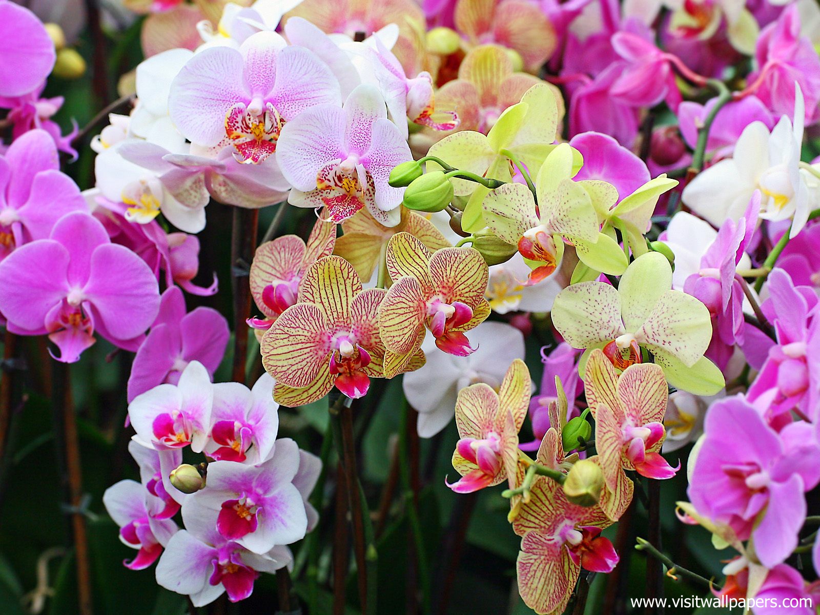 Colorful_Orchids_2