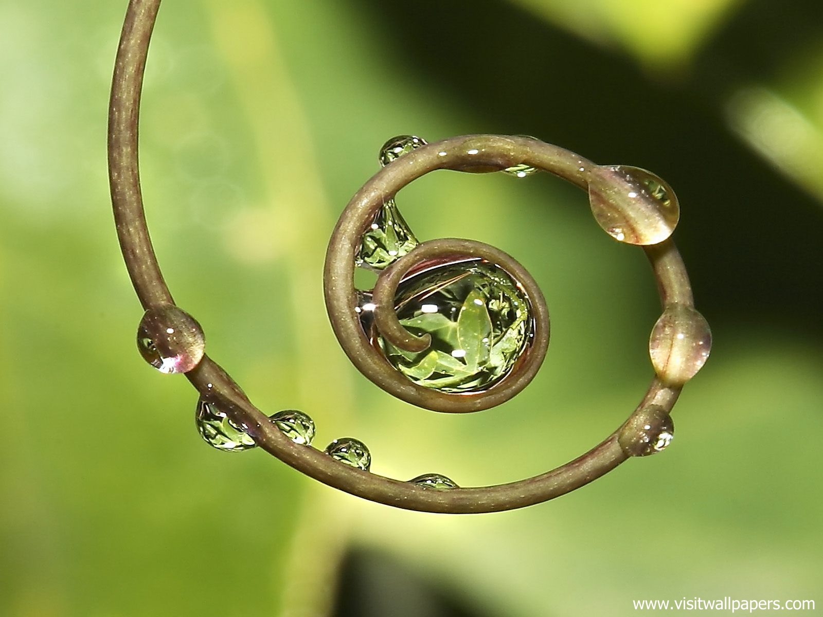 Circle_of_Life