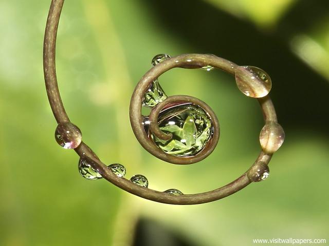 Circle_of_Life