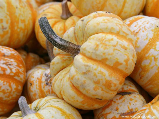 Mini_Pumpkins