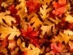 Oak_Leaves_Utah