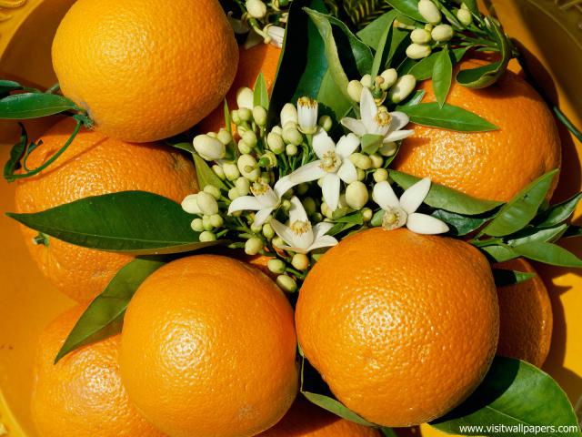 Oranges_01