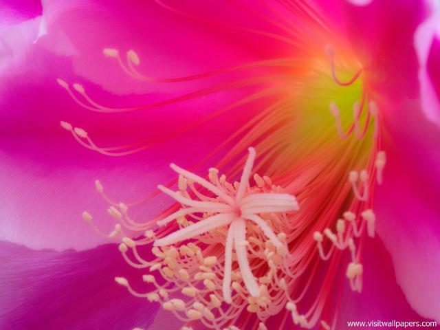 Orchid_02