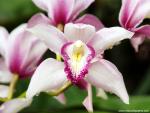 Orchid_03