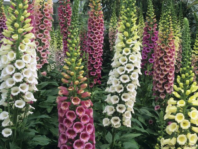 Flower_062