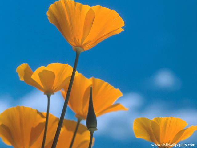 Flower_068