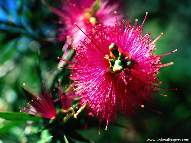 Flower_071